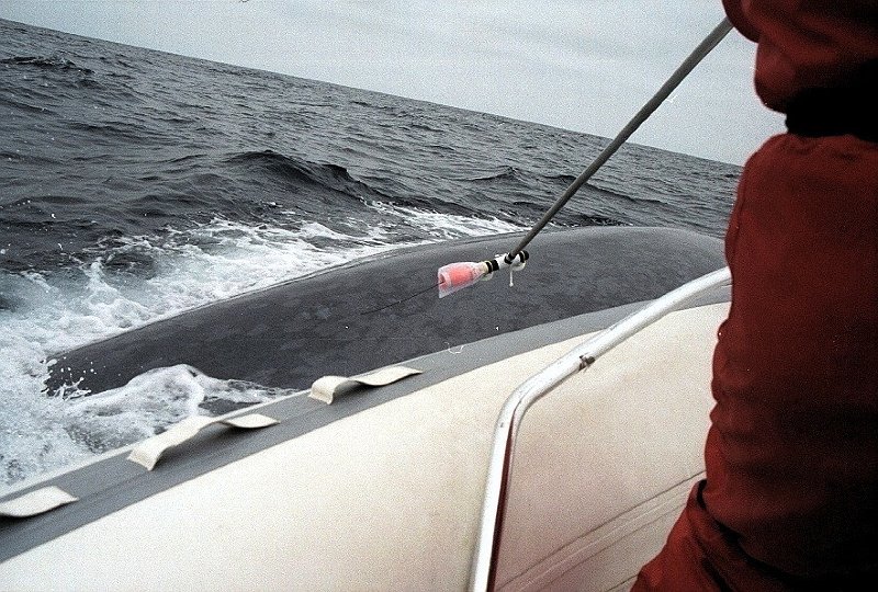 2002-06-30 Attaching BProbe to Blue