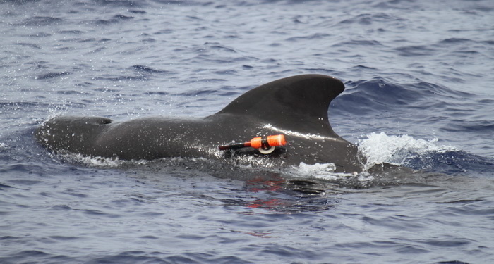 2011-05-06 D17 RWB 0486 resize