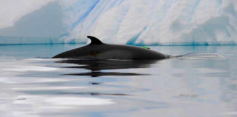 2013-02-13 Antarctic minke 0386