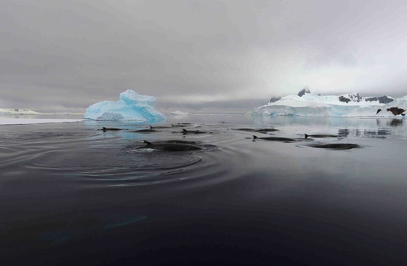2013-02-13 Antarctic minke 9777a