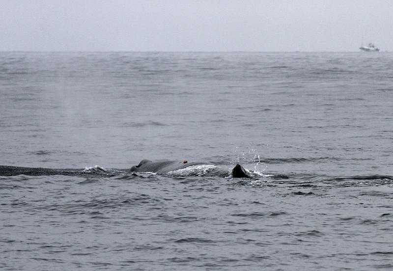 2013-07-23 Sperm whale 0139